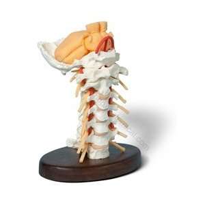 Flexible Cervical Vertebrae Spine Model (Made in USA)  