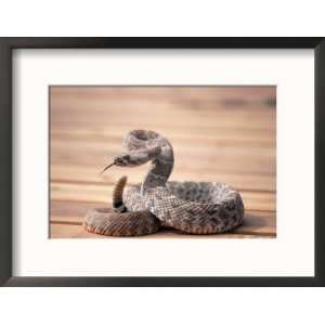  Prairie Rattlesnake (Crotalus Viridis Viridis) Photos To 