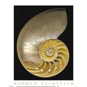  Chambered Nautilus by Harold Feinstein. Size 9.50 X 12.00 