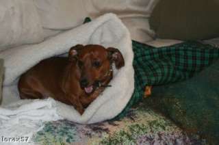 Your Doxies in Our Snuggle Bags items in Whats Up Dox Dachshund 