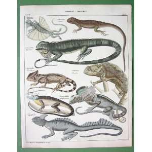  AMPHIBIA Chameleons Lizards Dragon Arum Basilisks   SUPERB 