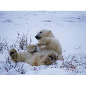  A Polar Bear Plays with a Snowball While Lying on its Back 