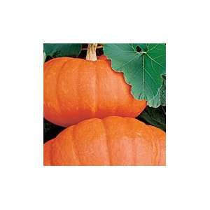 Rouge Vif DEtampes Pumpkin   Pack Grocery & Gourmet Food