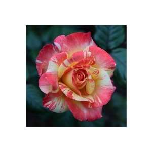 200 Love Shack Rose Bush Flower Seeds Patio, Lawn 