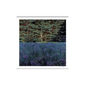 Shadowed Meadow Sunlit Pines Poster Print