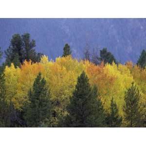 Aspen Trees, Autumn, Gallatin National Forest, Montana Stretched 