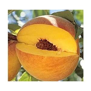  Suncrest Peach Tree Patio, Lawn & Garden