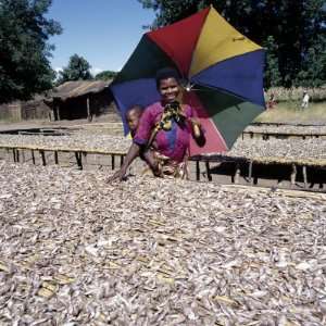  Woman Shades Her Child as She Inspects a Rich Fish Haul 