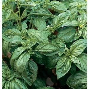  Davids Organic Herb Basil Genovese 100 Seeds per Packet 
