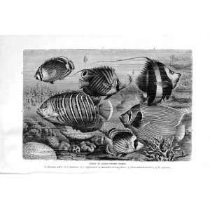   NATURAL HISTORY 1896 SCALY FINNED FISH SETIFER PRINT