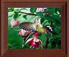 Framed Canvas Picture, Nature, Flower, Animal, Hummingbird