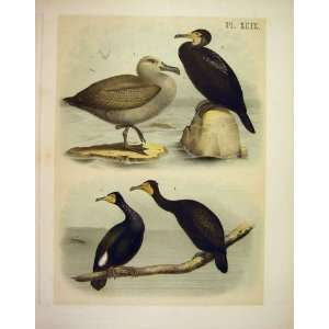 4 Cormorants Studer Jasper Birds Of America 1878
