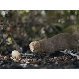 Mongoose Approaches a Birds Egg on the Ground at Kaena Point Natural 