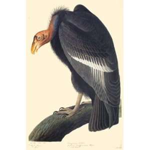 California Condor Poster