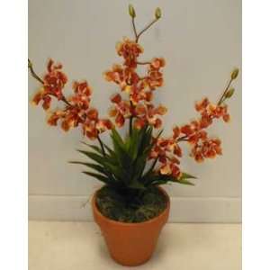  Triple Vanda Orchid with Dracaena in Pot SOLD OUT