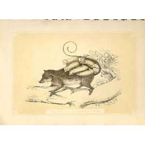  The Mexacan Opossum & Young 1860 Coloured Engraving