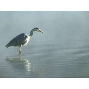  Grey Heron, Ardea Cinerea in Water Fishing Premium 