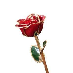  Red Rose with 24 Karat Gold Plated Trim 