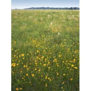  Wildflowers, Prairie State Park, Missouri, USA 