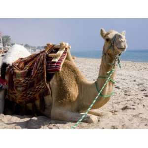  Camel, Sealine Beach Resort, Qatar, Middle East 