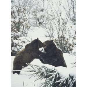  Two European Brown Bears Tussle in a Snowy Landscape 