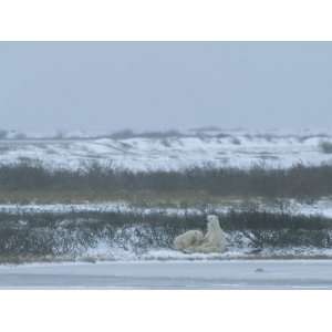  A Polar Bear Sow and Her Cub Sitting and Resting in a Snowy 