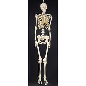   Human Female Skeleton, Articulated, On Stand Industrial & Scientific