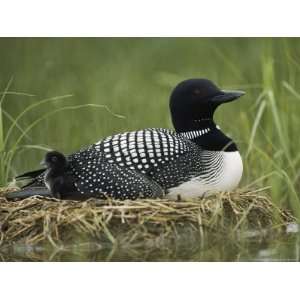  A Common Loon Sits on Her Marshy Nest National Geographic 