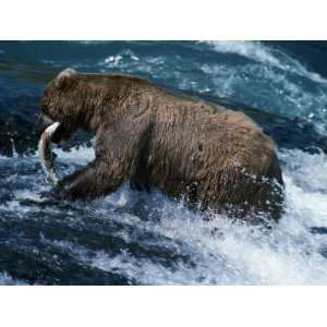  Grizzly Bear {Ursus Arctos Horribilis} with Chum Salmon 