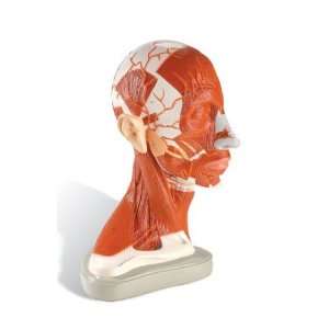  Right Half of Head and Neck Musculature Model#AW DG174 