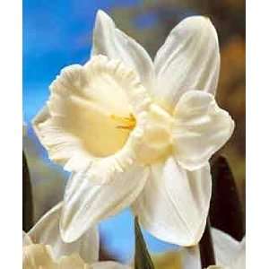  Mount Hood Trumpet Daffodil 6 Bulbs   Deer Resistant 