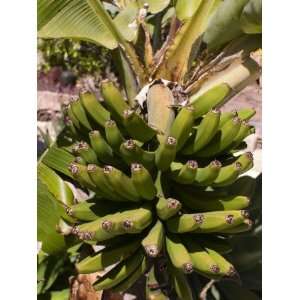  Unripe Bananas, Tenerife, Canary Islands, Spain, Europe 