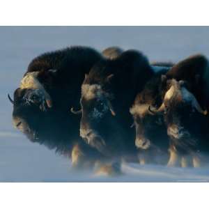  Muskoxen Huddle Together in a Protective Formation, Called 