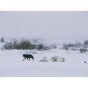  A Wolf Walks Past a Pair of Unconcerned Polar Bears and a 