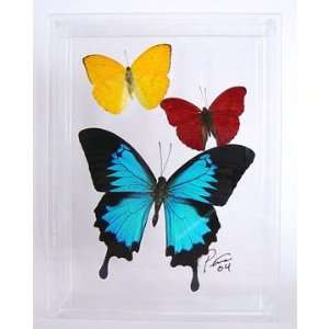   Butterflies   Colorful   Ulysses Phoebis Sangaris 
