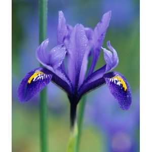  Blue Iris Reticulata Harmony Flower Bulbs Patio, Lawn & Garden