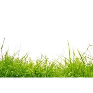  Healthy Grass   Peel and Stick Wall Decal by Wallmonkeys 