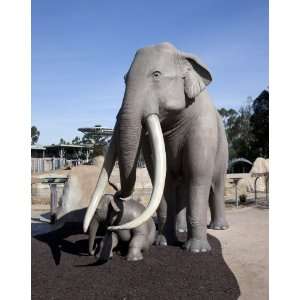  Elephant Statue at the San Diego Zoo   16x20   Fine Art 