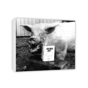  As greedy as a pig   Canvas   Medium   30x45cm