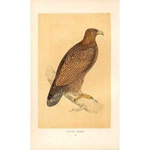  Golden Eagle British Birds 1St Ed Morris 1851