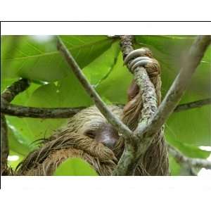  hoffmanns Two toed Sloth   Hanging from tree Photographic 