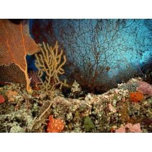  A Coral Scene with Grouper Fish National Geographic 