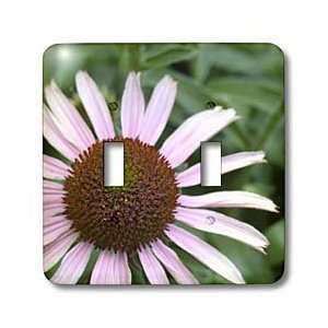 Sanders Flowers   Expressions Echinacea in Nature  Floral Photography 