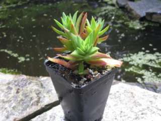 UNREAL RED PAGODA PLANT  Gorgeous Crassula Corymbulosa Succulent 