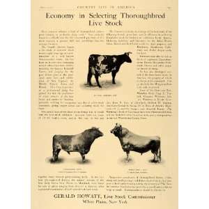  1906 Gerald Howatt Live Stock Ayrshire Cow Jersey Beau 