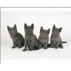  Cat   Russian Blue kittens, 8 weeks old, x4 Photographic 