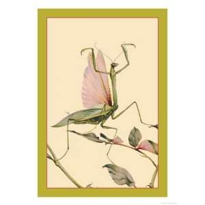  The Praying Mantis Giclee Poster Print by Edward Detmold 