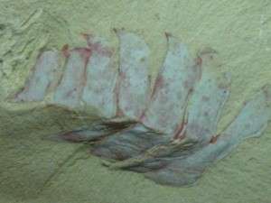 Arthropoda Fossil*Guangweicaris*Chengjiang biota  