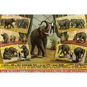 ELEPHANT BEST TRAINED INTELLIGENCE SHOW CIRCUS SMALL VINTAGE POSTER 