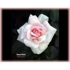  Savoy Hotel (Rosa Hybrid Tea)   Bare Root Rose Patio 